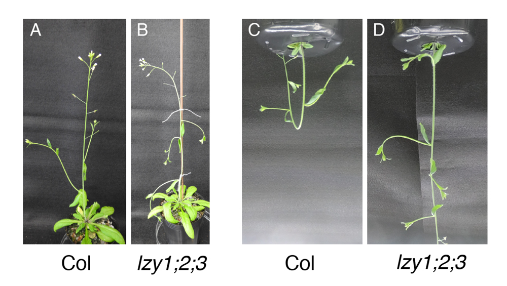 植物の根が地中へ 枝が上向きに一定の角度で伸長する仕組み テック アイ生命科学