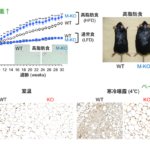 体に優しいオメガ3脂肪酸を動かし肥満を抑える新しい脂質代謝酵素の発見 体に優しいオメガ3脂肪酸を動かし肥満を抑える新しい脂質代謝酵素の発見