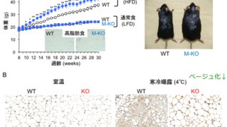 体に優しいオメガ3脂肪酸を動かし肥満を抑える新しい脂質代謝酵素の発見