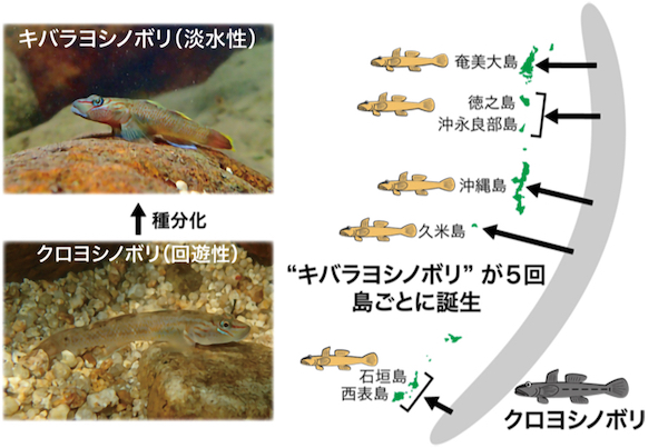 大きな島で種分化が起きやすいことを解明～「キバラヨシノボリ」は琉球列島で5回誕生した～