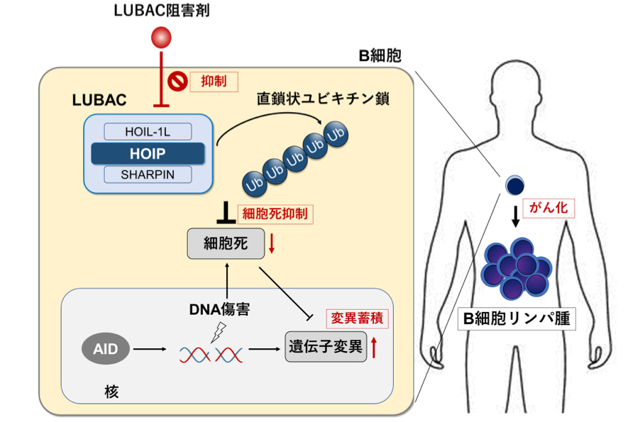 LUBACがリンパ腫発症を促進する機序を解明～リンパ腫における新規の治療標的を提示～
