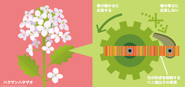 植物が春の「暖かさ」を感じて「寒さ」を無視して花を咲かせるしくみを解明 植物が春の「暖かさ」を感じて「寒さ」を無視して花を咲かせるしくみを解明