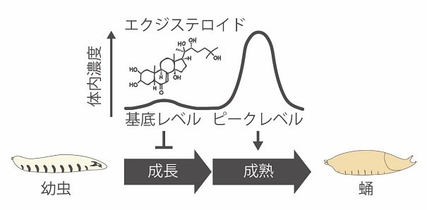 生物の個体サイズを決定するステロイドホルモン生合成の制御メカニズムを発見