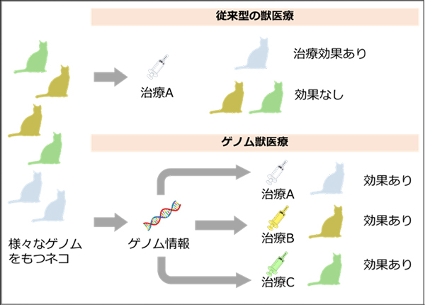 イエネコ(アメリカンショートヘア種)の高精度な全ゲノム解読に成功