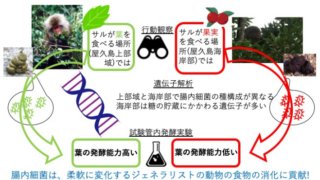 葉をたくさん食べるニホンザルの腸内細菌は、葉の発酵能力が高いことを証明