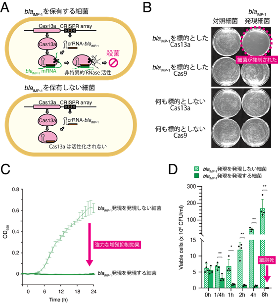 狙った細菌を選択的に殺菌できる遺伝子標的型抗菌薬を創出～薬剤耐性菌問題の解決へ～