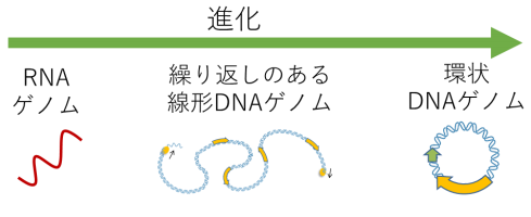 進化のミッシングリンクを埋める単純なDNA複製機構を進化実験により発見