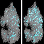 RNAに飾りを増やして高温環境下で生き延びる