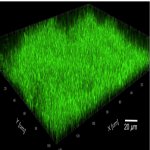耐性菌を防ぎつつ人体や環境に有害な微生物集団を除去する方法を発見