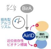 タンパク質相互作用解析に利用可能な新たなツールを開発