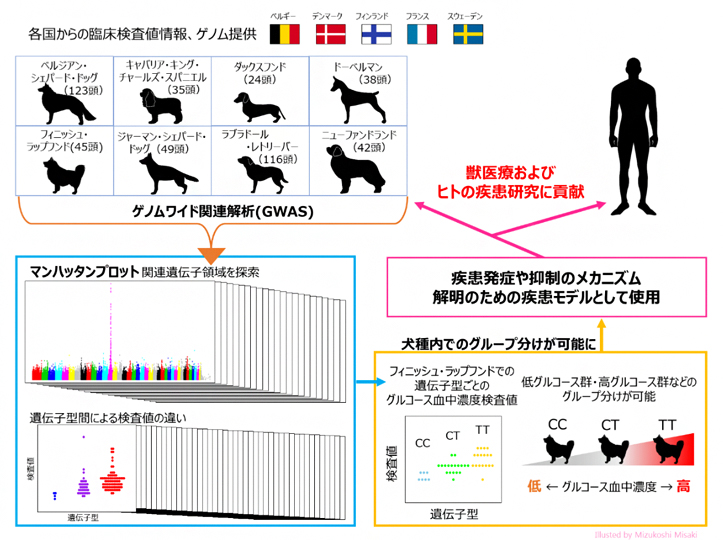 イヌのゲノム研究は獣医療だけでなくヒトの医療にも貢献するの図