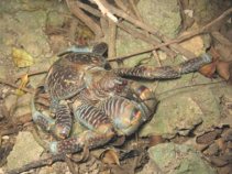 琉球諸島のヤシガニの遺伝的多様性と集団構造が明らかに～ヤシガニ資源管理に向けた科学的知見の提供～