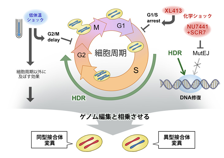 細胞周期を止めて、より正確なゲノム編集を行う