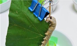 食痕に残されたDNAから誰が食べたかを特定できることを確認