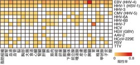 ヒト組織ヴァイローム(ウイルス叢)の網羅的描出～健常人の体内における”隠れた”ウイルス感染の様相
