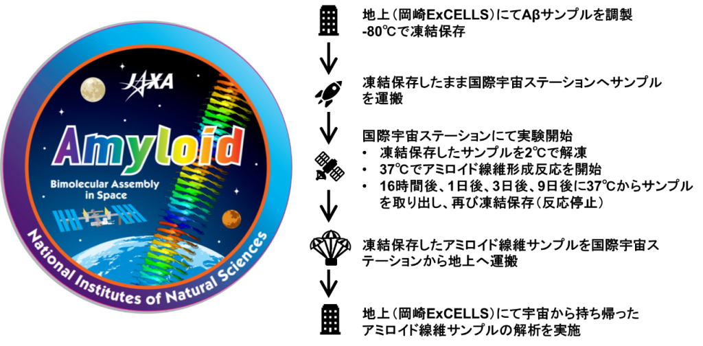 アルツハイマー病発症の要因とされるアミロイド形成の宇宙実験