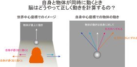 物体の動きに関与する柔軟な座標表現の脳機能を解明～⾃他の動きを正確に判断する脳の仕組み～
