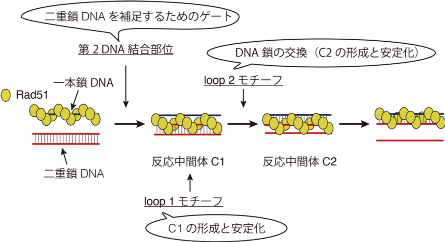 相同なDNA配列間でRad51リコンビナーゼによるDNA鎖を交換するしくみを解明