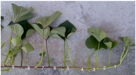 高次倍数体農作物の農業形質を遺伝的に解析する手法を開発しました〜高収量などを目指した育種が可能に〜