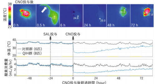 冬眠様状態を誘導する新規神経回路の発見～人工冬眠の実現へ大きな前進～