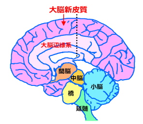 ヒト特異的な遺伝子を霊長類コモンマーモセットに発現させると、脳が拡大して脳のシワが作られた