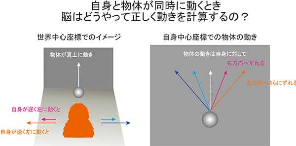 物体の動きに関与する柔軟な座標表現の脳機能を解明～⾃他の動きを正確に判断する脳の仕組み～