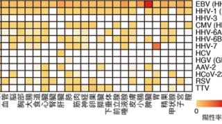 ヒト組織ヴァイローム(ウイルス叢)の網羅的描出～健常人の体内における”隠れた”ウイルス感染の様相