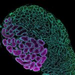 精子の成熟を調節する鍵分子を発見~不妊症の原因究明と治療に新たな視点~ 精子の成熟を調節する鍵分子を発見~不妊症の原因究明と治療に新たな視点~