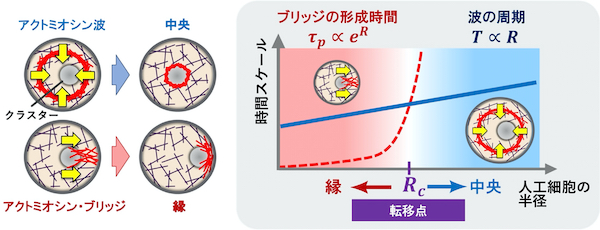 細胞内構造の配置対称性が決まる仕組みを解明～人工細胞と物理学からメカニズムに迫る～