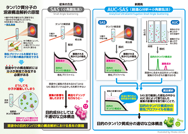 溶液中の蛋白質構造を正確に評価するための新規解析法を開発 溶液中の蛋白質構造を正確に評価するための新規解析法を開発