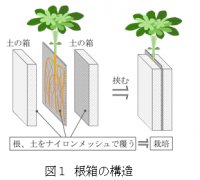 根圏  植物の根と微生物が土の中で繰り広げる営みを観る