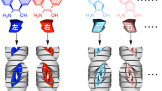 右手と左手の分子を分離する超分子ポリマーの開発