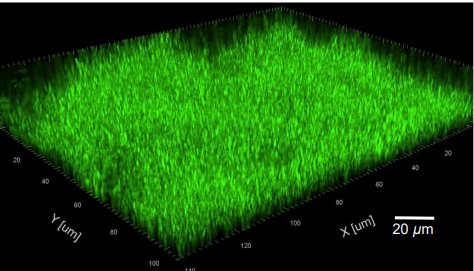 耐性菌を防ぎつつ人体や環境に有害な微生物集団を除去する方法を発見