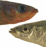 オスとメスの違いは、性染色体が生み出すのか、ホルモンが生み出すのか。