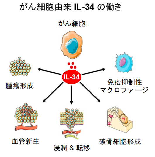 予後不良で知られるトリプルネガティブ乳がんの新規治療標的を同定～新たながん個別化治療の開発に期待～