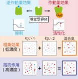 匂いのハーモニーが生み出される仕組みを解明