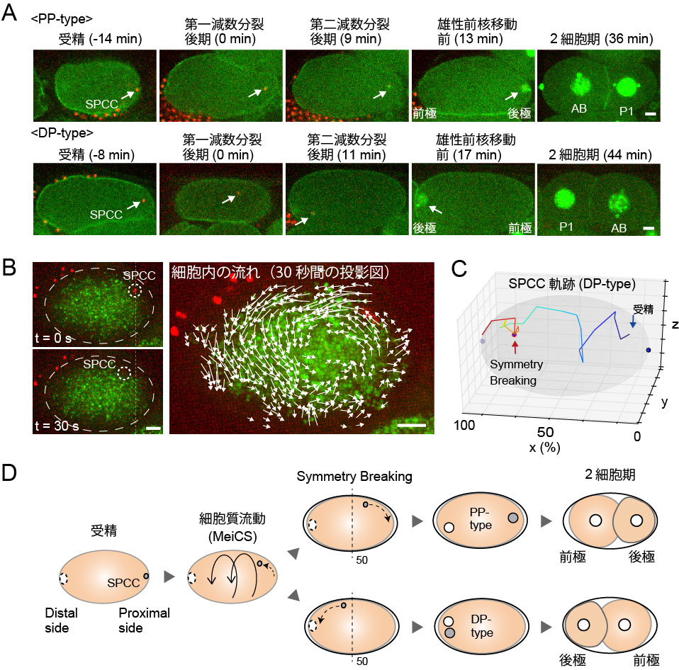 細胞内の流れが卵の極性決定因子を押し流す
