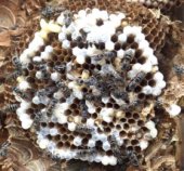 3密避けられぬスズメバチ 女王の多回交尾は病気を防ぐ進化の結果か