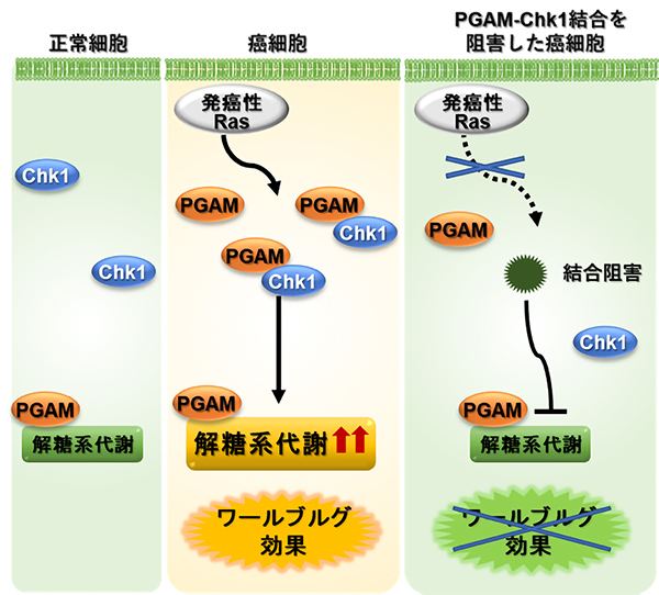 癌における解糖系代謝の制御機構を発見～新規抗癌剤治療への応用の可能性～