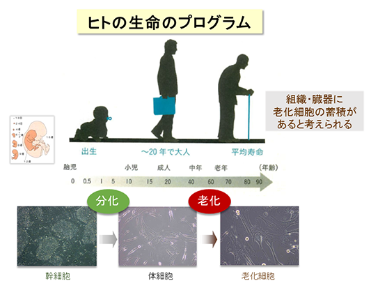 細胞老化を防ぐ酵素「NSD2」を発見～老化をコントロールできる時代に向けて～
