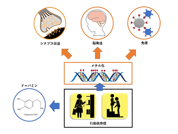 ⾏動依存症のバイオマーカーを発⾒～⾏動依存症の⽣理学的特徴の解明～