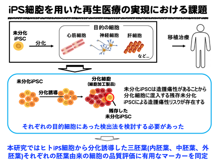 再生医療用細胞に混入する未分化ヒトiPS細胞の高感度検出法を開発～再生医療の安全性向上に貢献～