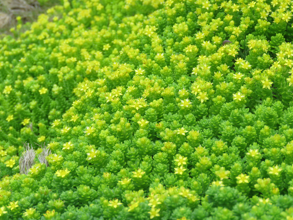 小笠原諸島の聟島列島から新種の植物を発見 －聟島列島初の固有植物ムコジママンネングサ
