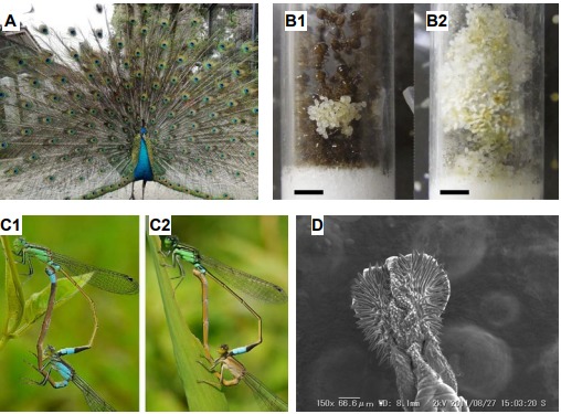 自然界の「ムダの進化」が生物多様性を支える