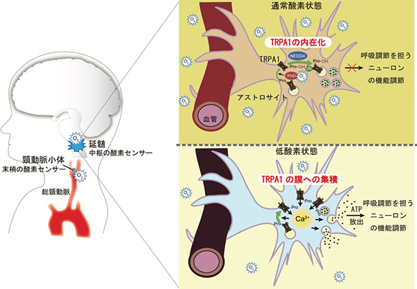 脳における新しい酸素センシング機構の発見