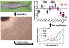 スナメリに蓄積する環境汚染物質が細胞死を誘発