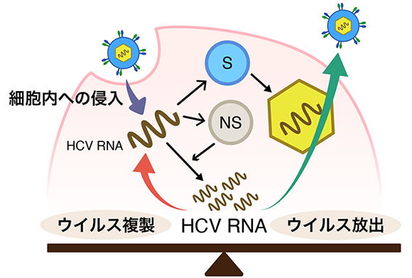 ウイルスは、インドア派? アウトドア派?