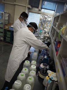 国内で初めて下水からの新型コロナウイルス検出を報告。