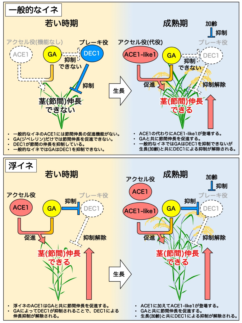 茎が伸長を開始する仕組みの発見 ～アクセル因子とブレーキ因子の巧妙なバランスによる茎伸長制御～