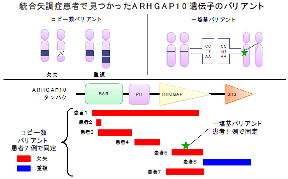 ゲノム解析により統合失調症の発症に強く関連する遺伝子変異を発見！